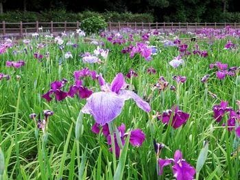 春日池公園 菖蒲園