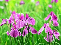 一面に咲くアヤメ・菖蒲が楽しめる！広島の菖蒲スポット