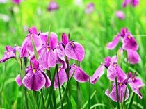 一面に咲くアヤメ・菖蒲が楽しめる！広島の菖蒲スポット