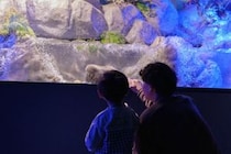 アルパークに復活！シン・マリホ水族館がオープン、ファミリー中心に癒される空間へ