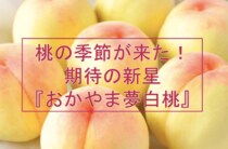 桃の季節が来た！期待の新星『おかやま夢白桃』