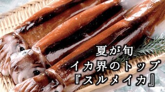 イカ界のトップ『スルメイカ』