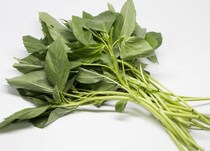 夏野菜の王様「モロヘイヤ」は砂漠地帯でも生育する！？