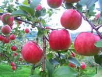 青森県の野菜の5選!!りんごとニンニクだけじゃない！番外編の珍しい野菜もご紹介。