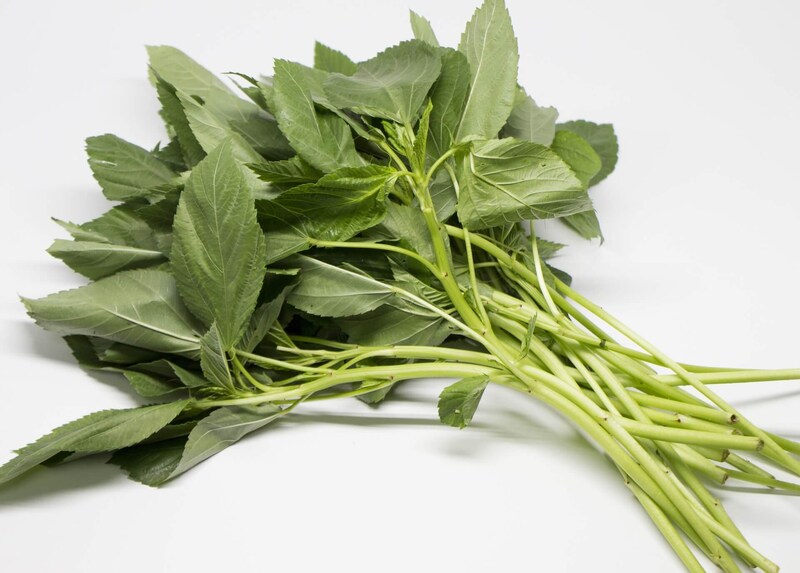 夏野菜の王様「モロヘイヤ」は砂漠地帯でも生育する！？