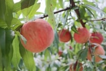 秋まで楽しめる桃を栽培。知る人ぞ知る本州最北の桃「津軽の桃」に迫る