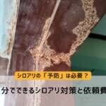 シロアリ予防は必要？自分でできる対策と依頼費用