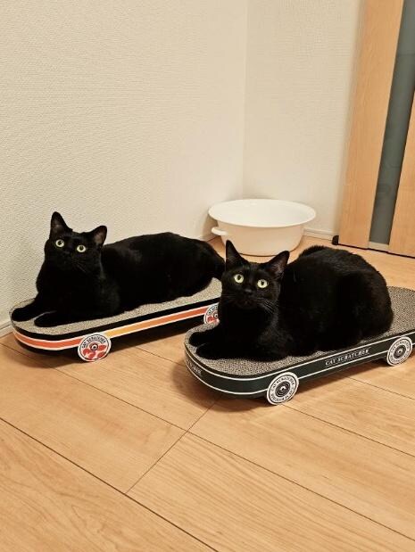 チックくんとタックくん