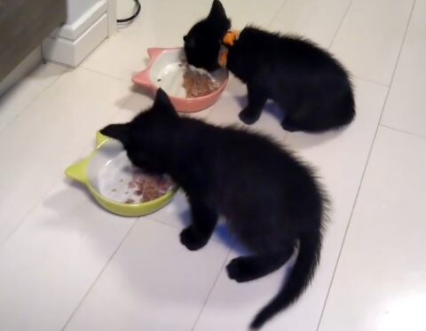 チックくんとタックくん