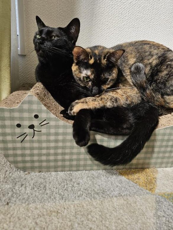 サッサちゃんとタックくん