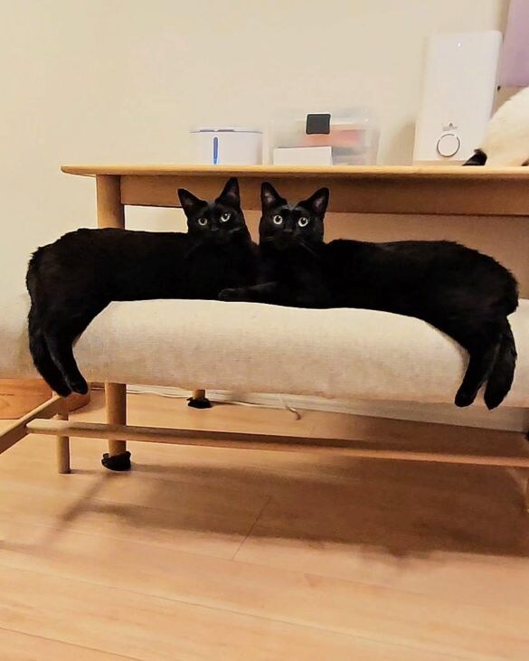 黒猫兄弟の“左右対称シンクロ姿”にビックリ！血の繋がった2匹が生んだ「奇跡の光景」が尊すぎる…