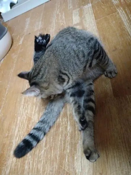 現在の右後ろ足の様子