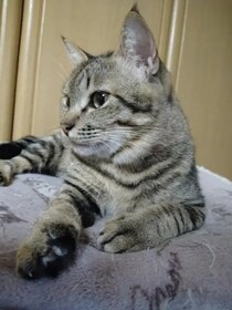 「最期くらいはおうちで…」と瀕死の子猫を保護→奇跡のV字回復！元気な姿に感動