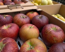 絶対やってはいけない“リンゴの食べ方” 。健康＆美容メリットを3分で引き出すひと手間とは