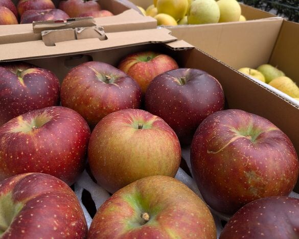 絶対やってはいけない“リンゴの食べ方” 。健康＆美容メリットを3分で引き出すひと手間とは