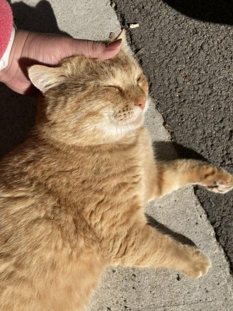  出会いから1年経つ頃には、目やにや耳の汚れを拭かせてくれるように