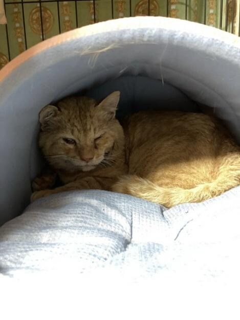  ひっかき傷の掻き壊しでただれていた頬には、1ヶ月ほど処方薬を塗り続けた