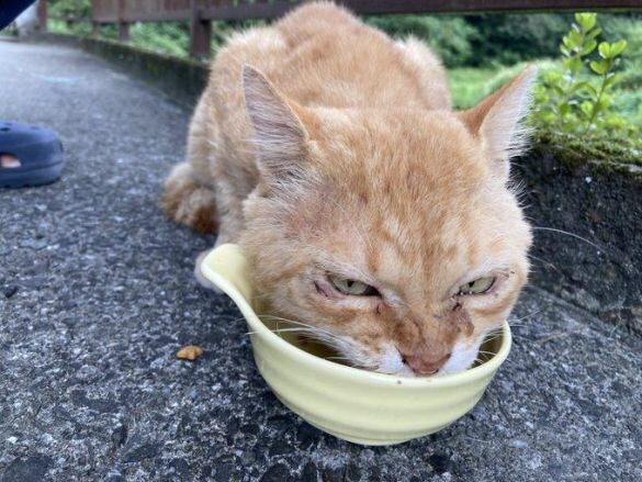  再会時にはご飯にがっつき、命を紡ごうとしているように見えた