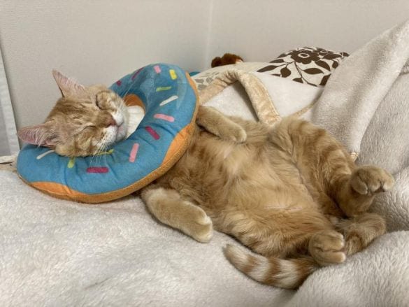 安心して眠っている