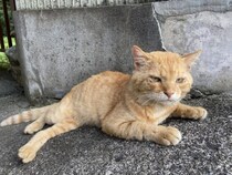 職場の物置に住みついた猫を保護→翌日怒った父猫がやってきた！おうちに迎えられた現在の姿にほっこり