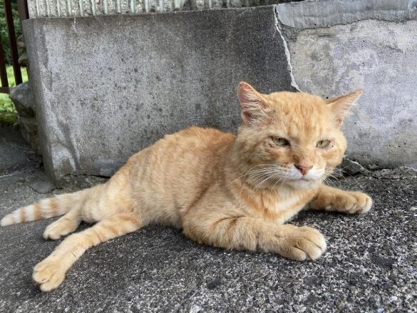 職場の物置に住みついた猫を保護→翌日怒った父猫がやってきた!おうちに迎えられた現在の姿にほっこり