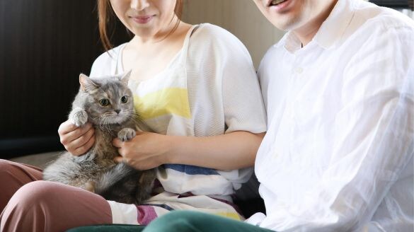 猫のいる暮らし