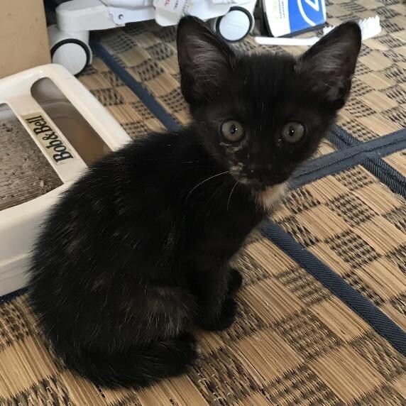  どこか猫らしくなかった、お迎え当初