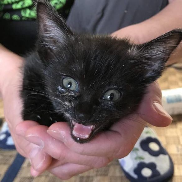 郵便受けに捨てられていた赤ちゃんサビ猫→7年後、“美猫なお嬢さん”になった姿にほっこり