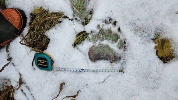  11月10日午前に円山動物園内で見つかったヒグマの足跡（札幌市提供）