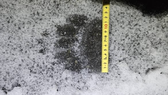  11月10日夜に札幌市中央区宮の森の道路で見つかったヒグマの足跡（札幌市提供）