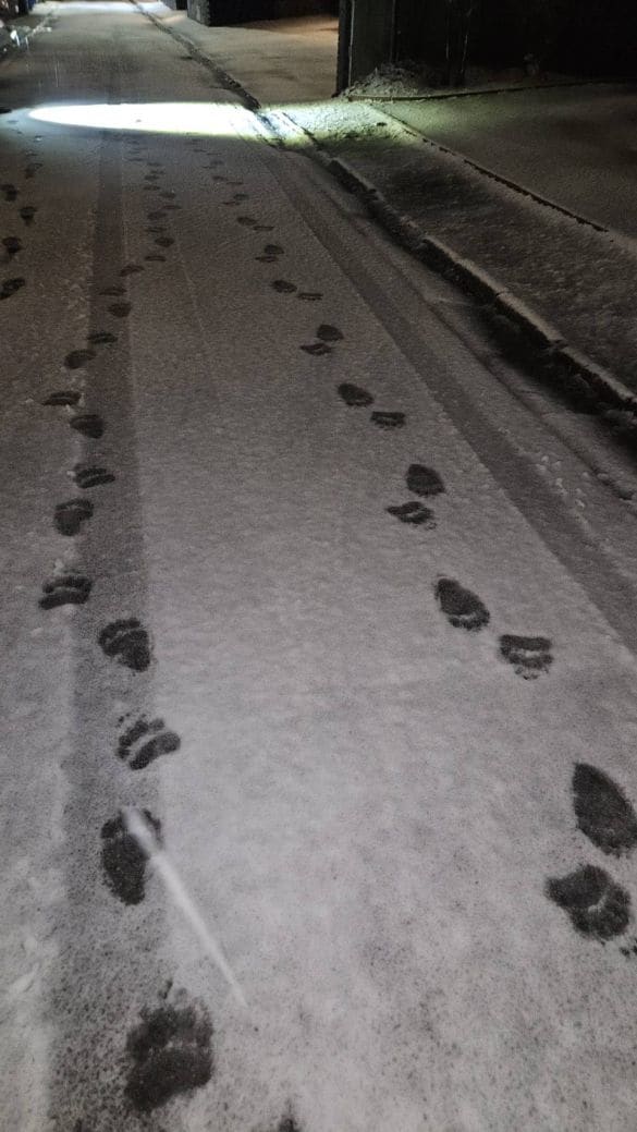  11月10日夜に札幌市中央区宮の森の道路で見つかったヒグマの足跡（札幌市提供）