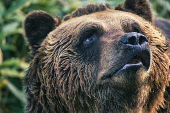 「熊の脅威をフィクションのように捉えている」札幌・東京2拠点の筆者が体感する“認識の落差”とは