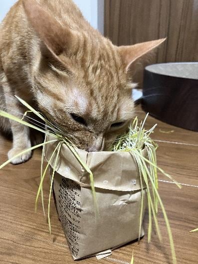  猫草も大好き