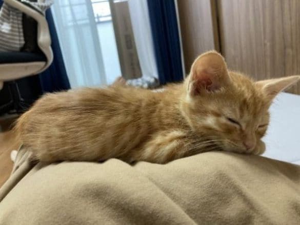  初めてお腹の上で眠ってくれた時