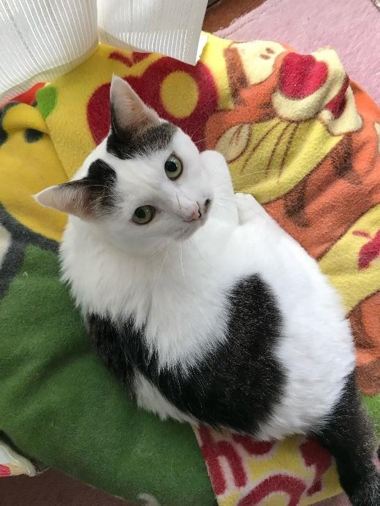  実家猫ぶっちーちゃん