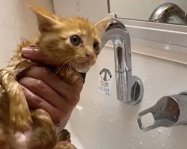 用水路で今にも流されそうな子猫を保護→2年後の“成長した姿”と食いしん坊キャラが愛くるしい