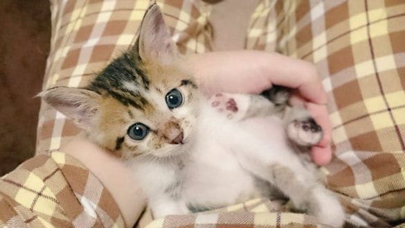  子猫期には抱っこOKの猫だった