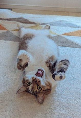  キジ白猫つくねちゃん