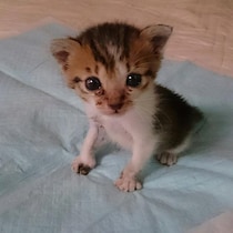 隣家から押し付けられた“弱りきった子猫”→高貴な雰囲気の美猫に。飼い主さん「8年経っても自分にだけ懐かない…」