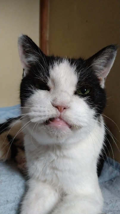  晩年のチロちゃん