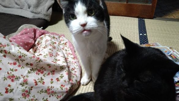  大好きなおやつを見つめる時の目力！