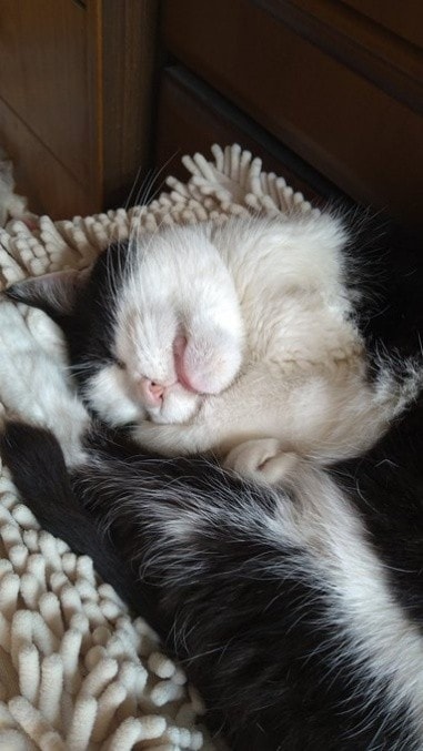  要求に応えた後、満足そうに眠るチロちゃんを見る時間が幸せだった