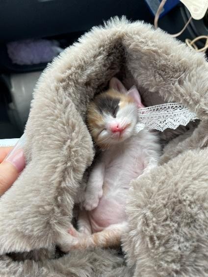 ねこ　小春ちゃん