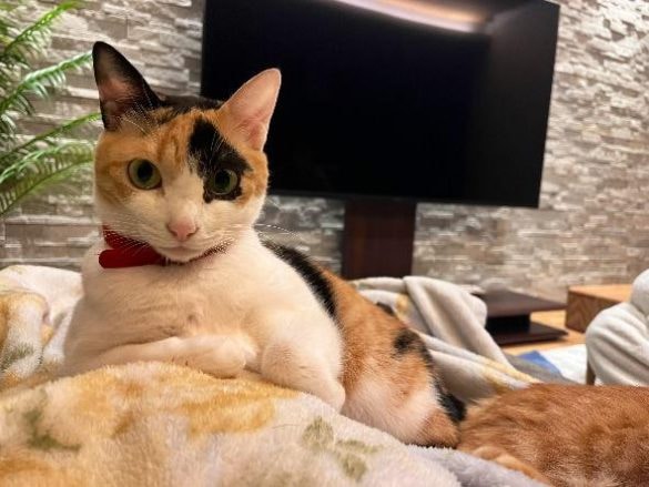 ねこ　小春ちゃん