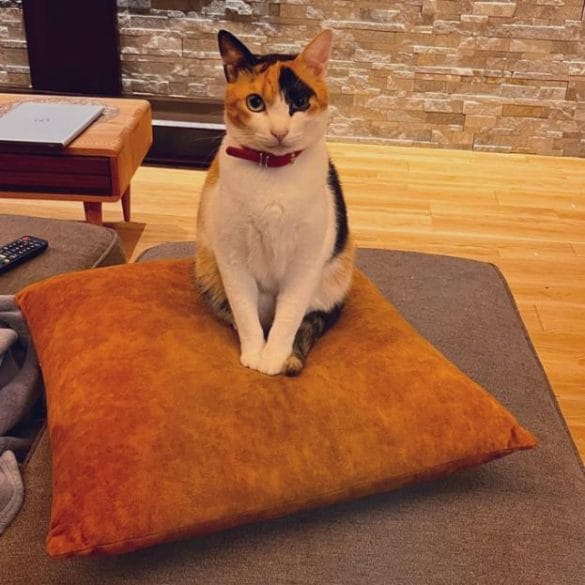 ねこ　小春ちゃん