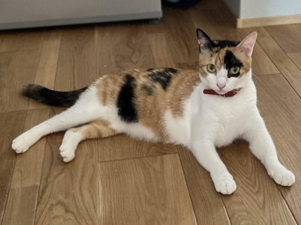 ねこ　小春ちゃん