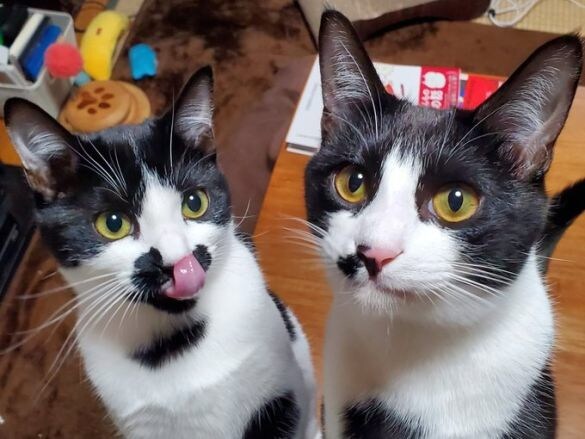 ミアちゃんとダダくん