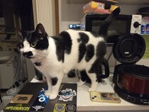 インパクト抜群な“ウシ柄”の猫がカワイイ！実は兄猫もユニークな柄の持ち主だった「お鼻の横に…」