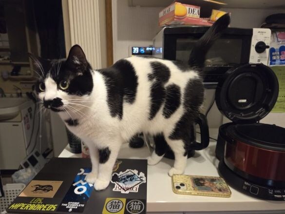 インパクト抜群な“ウシ柄”の猫がカワイイ！実は兄猫もユニークな柄の持ち主だった「お鼻の横に…」