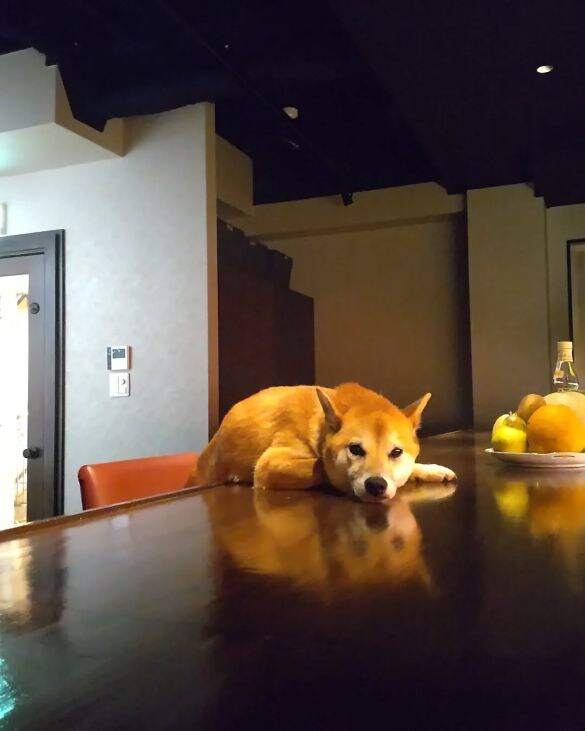  店内を自由に行き来する卯月ちゃん